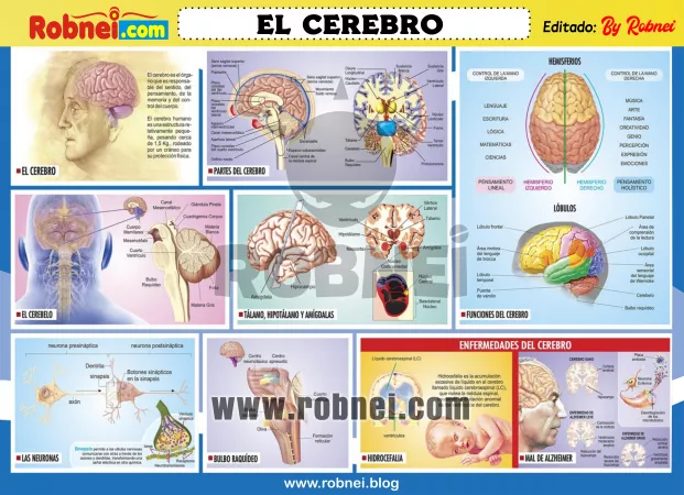 El Cerebro